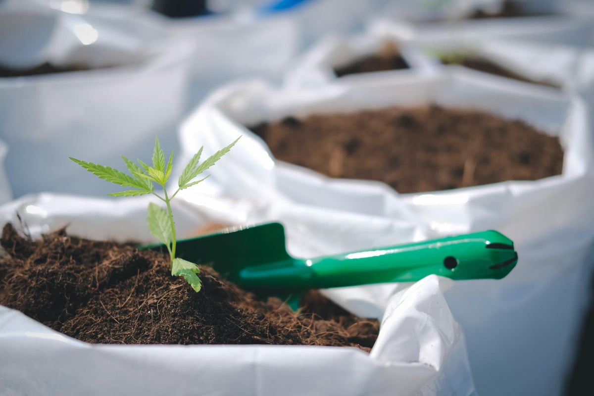 Anbau, erde, Cannabiserde, einpflanzen