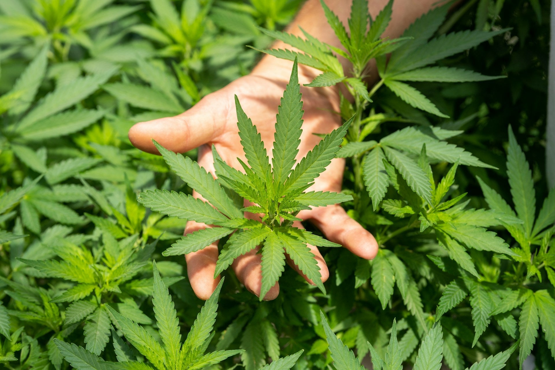 Hanfpflanzen dngen: So wachsen sie gesund & krftig  Bud Voyage