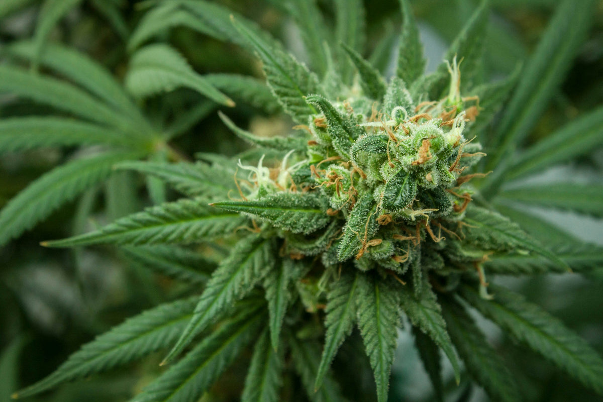 Cannabis, Cannabis Anbau, Hanf, Gras, Legal, illegal