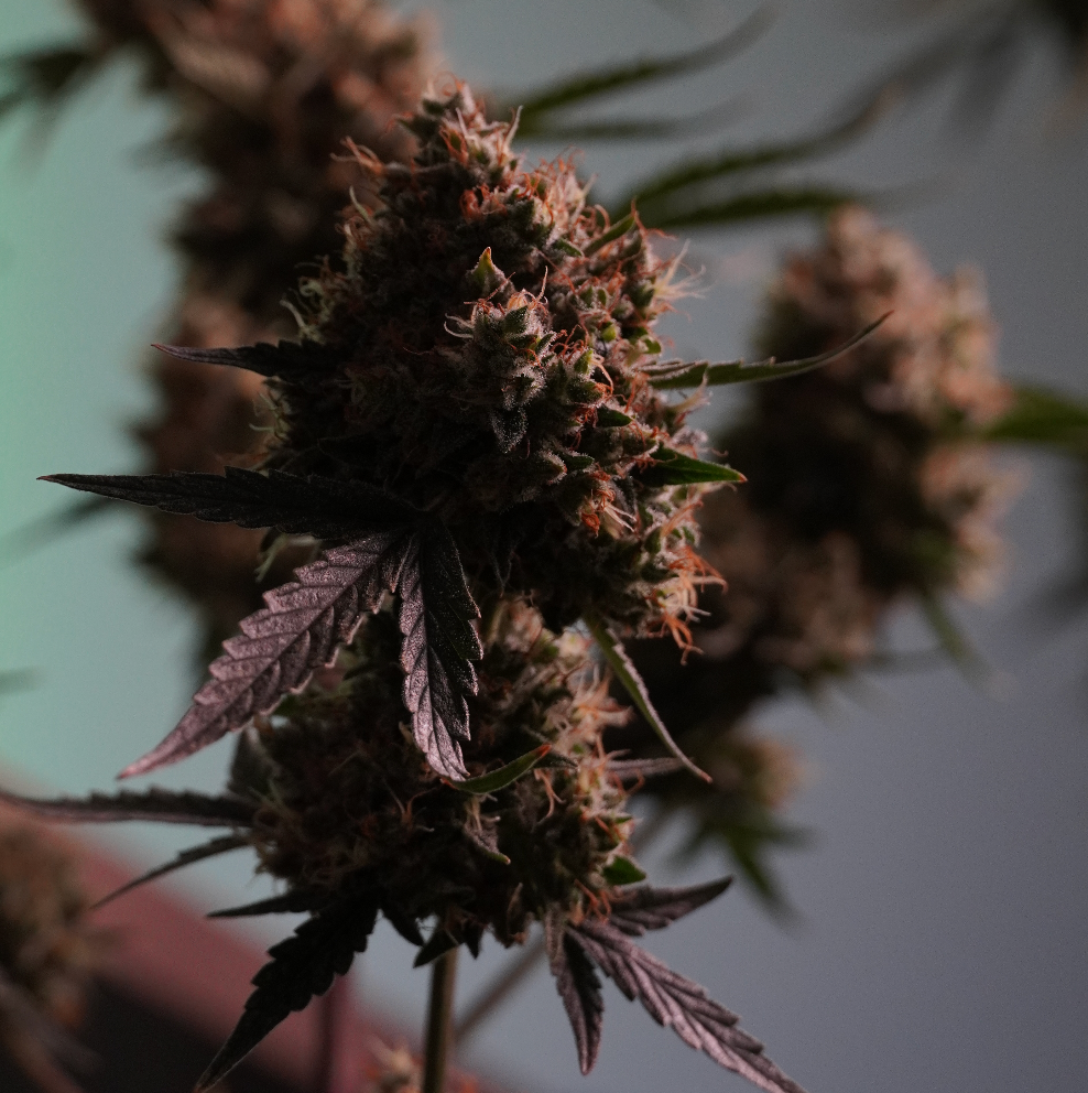 Autoflower Cannabis Samen - HANS Brainfood