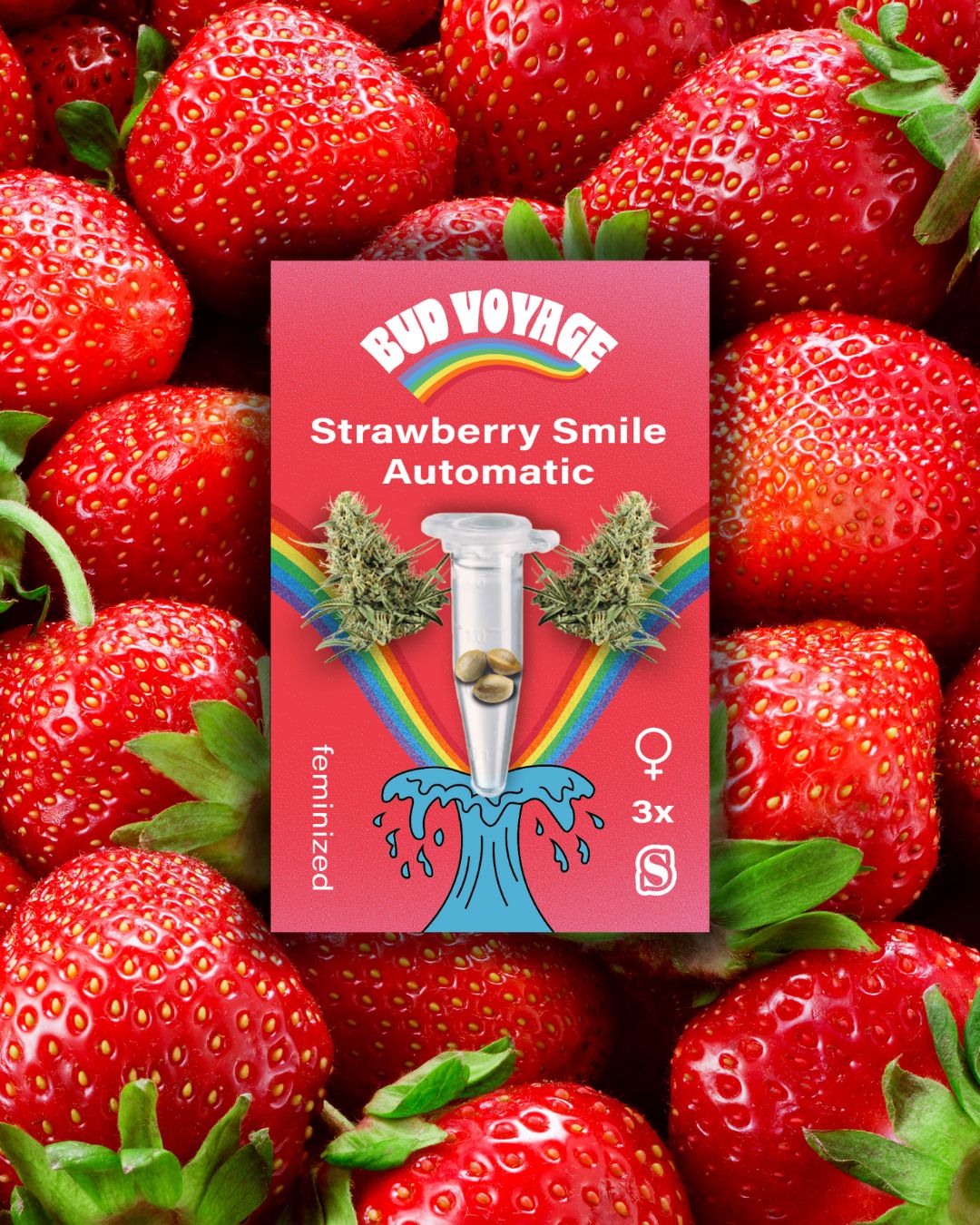 Sativa Cannabis Samen - HANS Brainfood