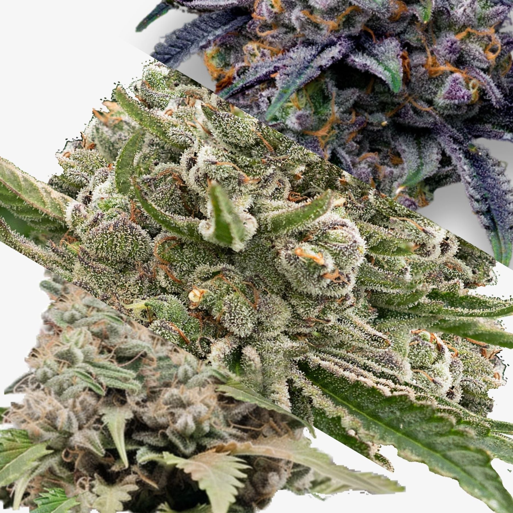 Nahaufnahme von Cannabisblüten mit grünen, purpurfarbenen und grauen Farbtönen, die reich an Trichomen und Harz sind, zeigt verschiedene Sorten und Texturen