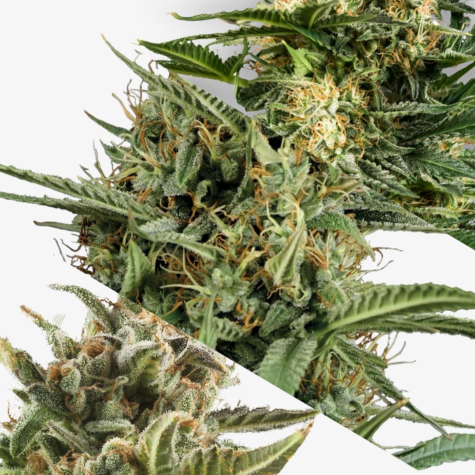 Photo of cannabis sativa showing three mature buds with vibrant green leaves, orange pistils, and frosty trichomes covering the flowers