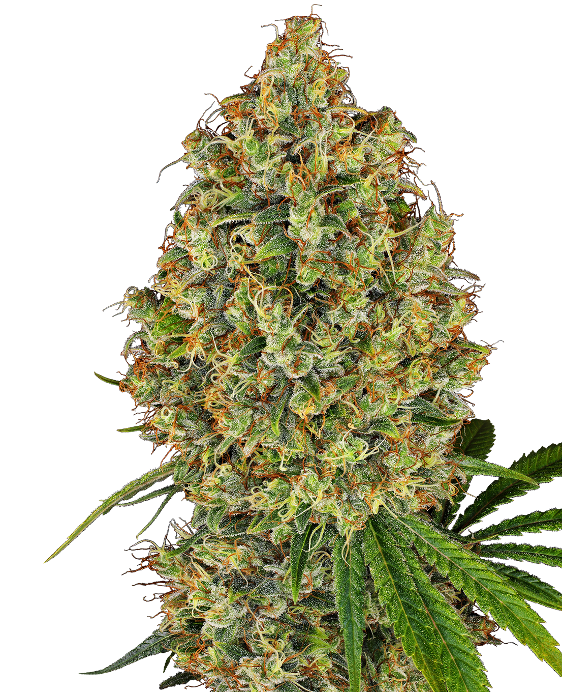 Photograph of a cannabis sativa plant showing dense green and orange buds with frosty trichomes and vibrant green leaves against a dark background