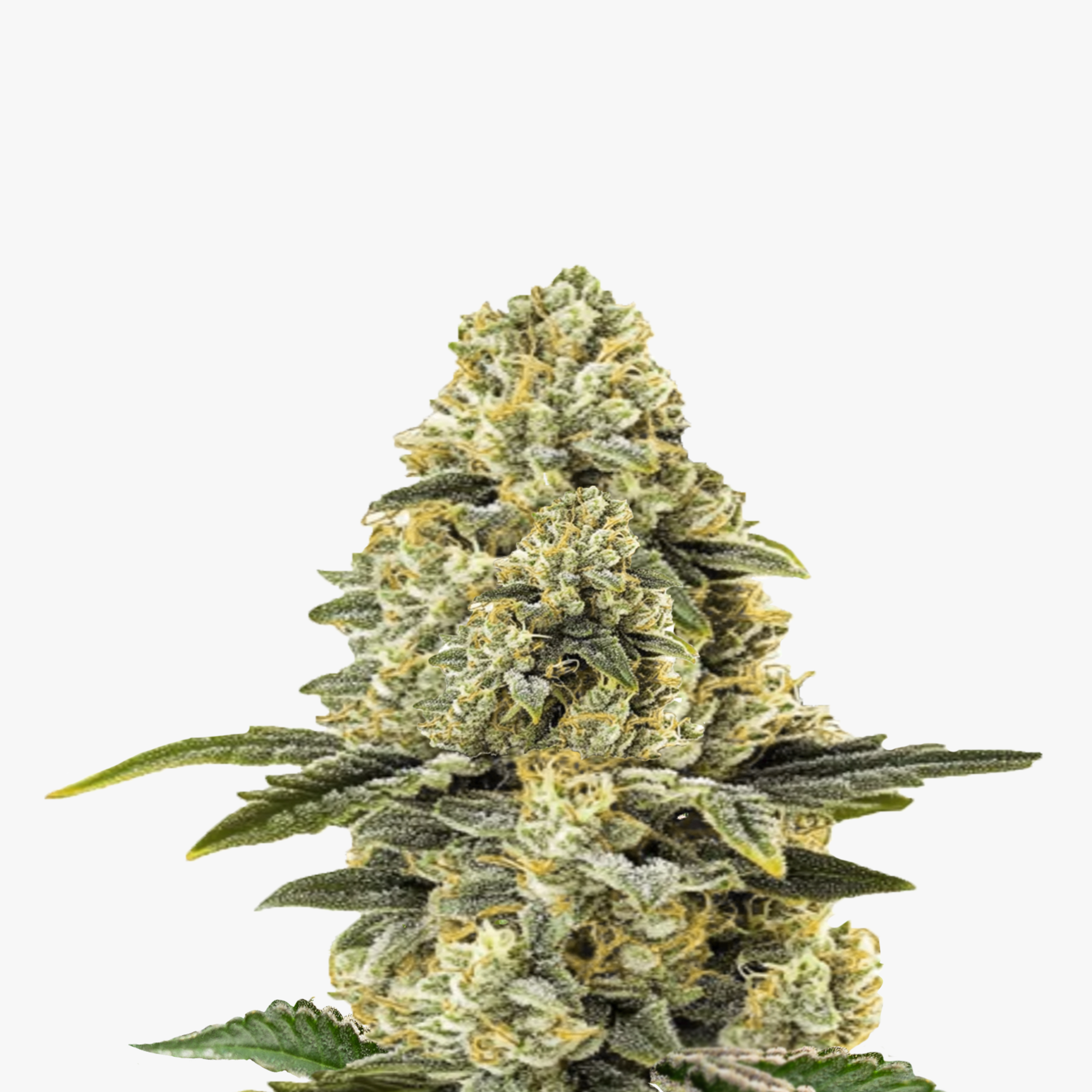 Fotografie einer Cannabispflanze mit grün-gelben Blütenständen und sichtbaren Trichomen, die an einen Weihnachtsbaum erinnern