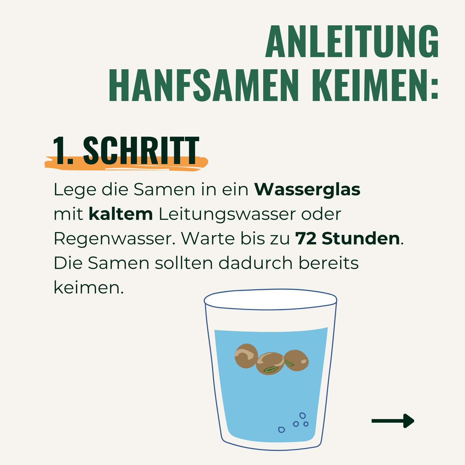 Illustration of hemp seeds soaking in a glass of water, showing the seeds' brown color and small green sprouts, preparing for germination.