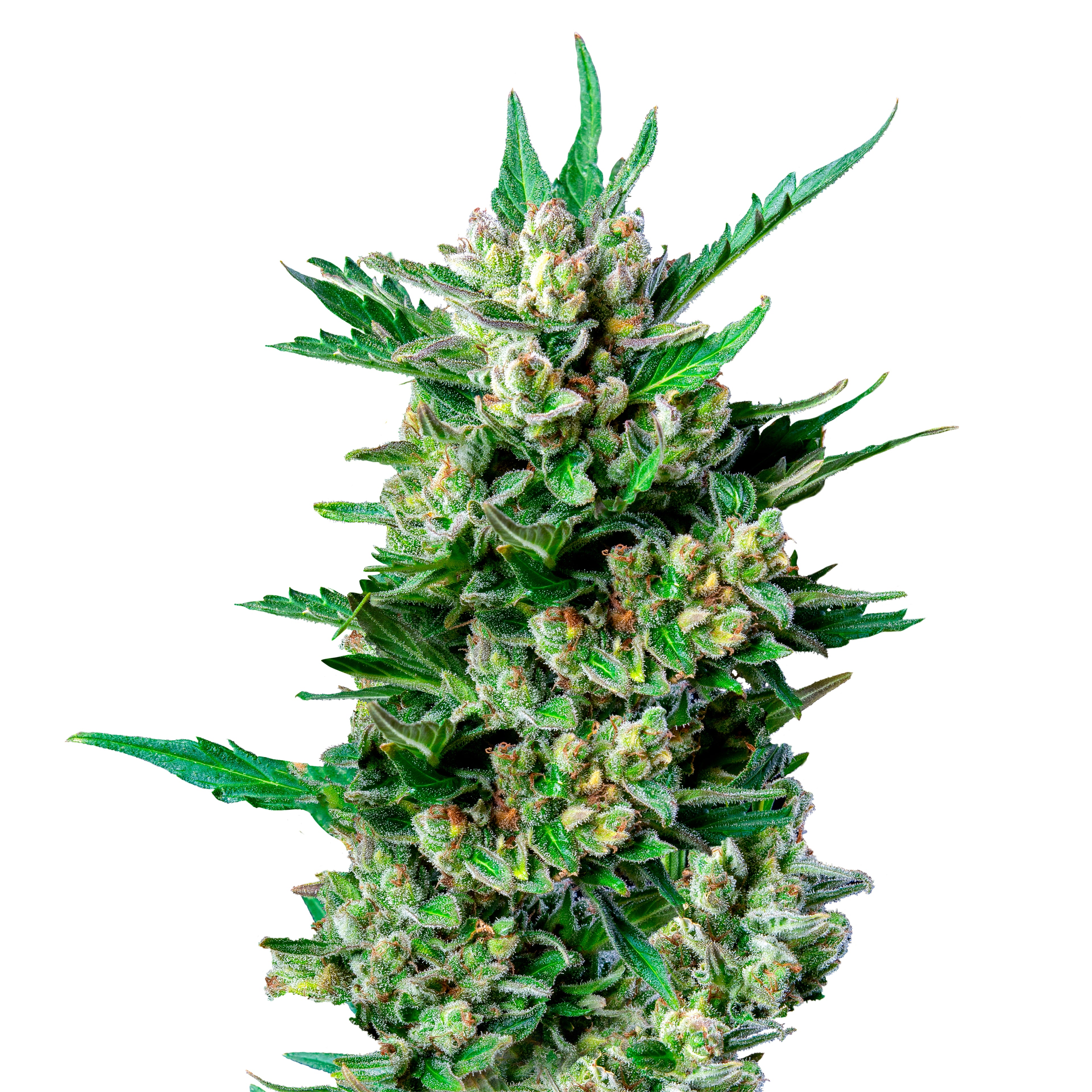 Close-up photograph of a cannabis sativa plant showcasing vibrant green leaves, trichome-covered buds, and rich orange pistils against a stark white background