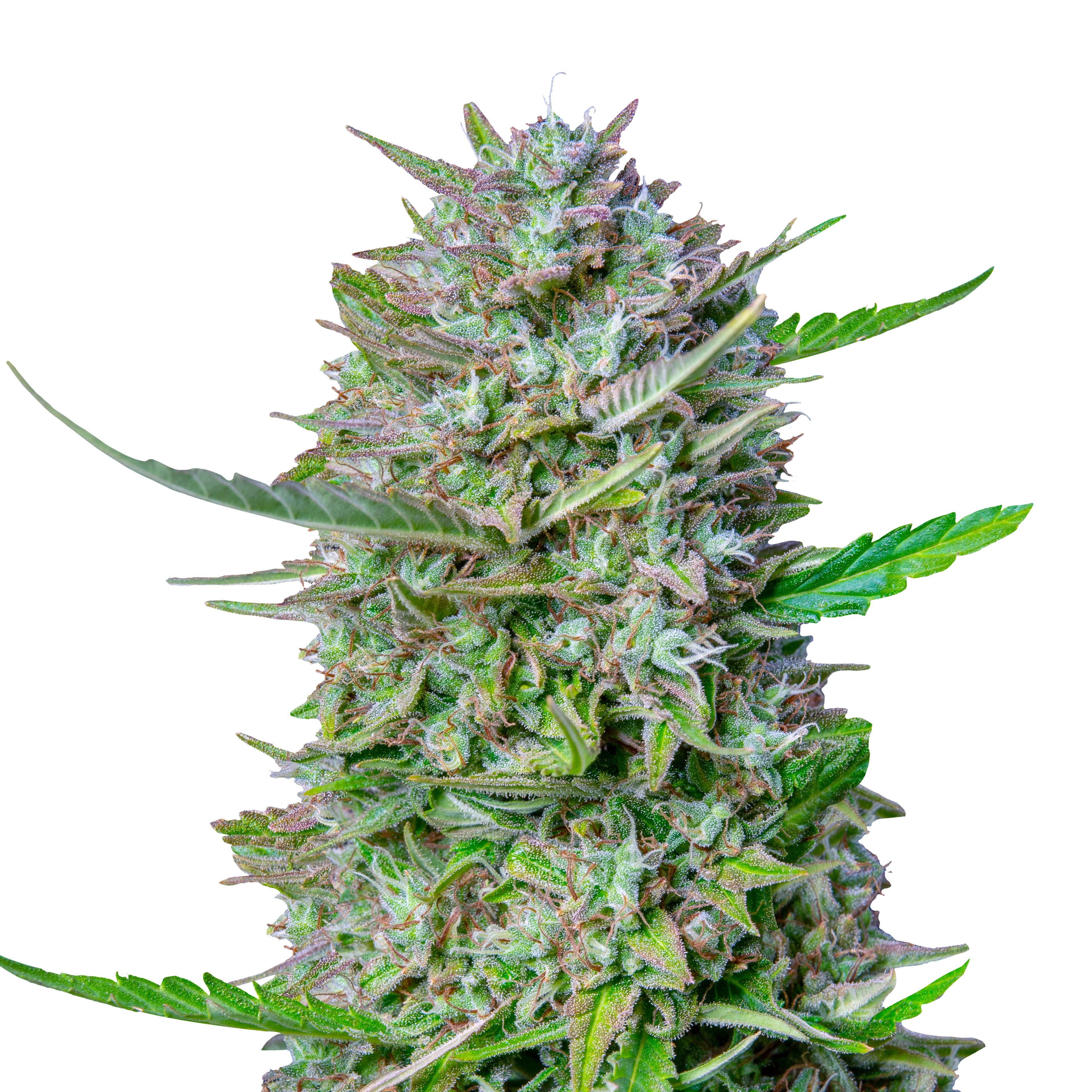 Fotografie einer Marihuana-Pflanze mit leuchtend grünen Blättern, orangefarbenen Härchen und einer dichten, kristallinen Beschichtung zeigt eine Nahaufnahme eines Cannabis- Blütenstandes