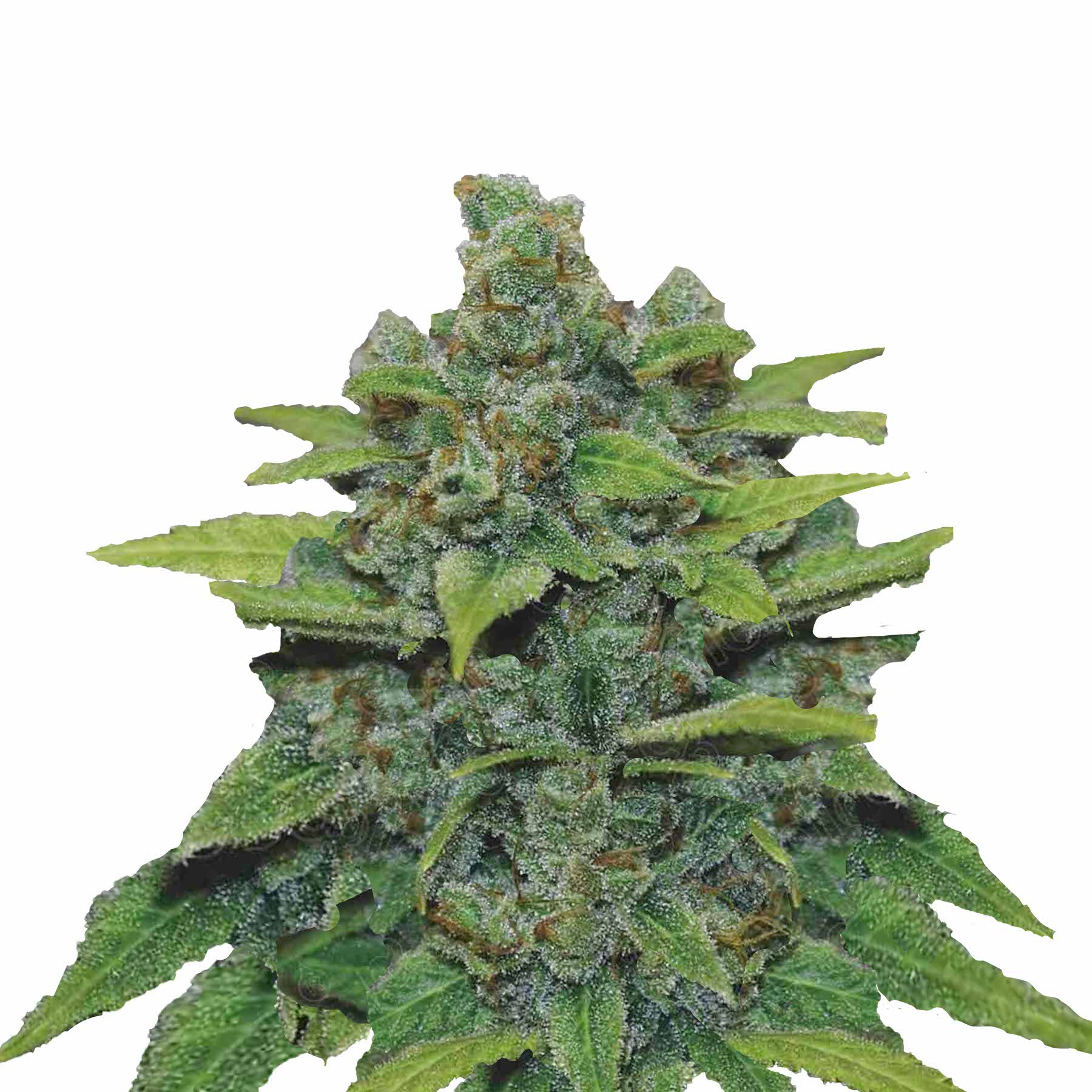 Fotografie von Marihuana, zeigt eine Pflanze mit leuchtend grünen Blättern, orangefarbenen Härchen und einer dicken Schicht aus weißen Trichomen auf den Blütenständen