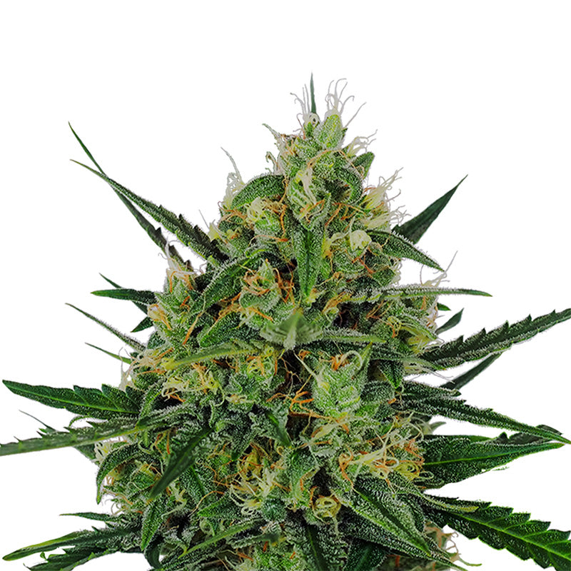 Close-up photo of a cannabis sativa plant showing vibrant green leaves, orange pistils, and frosty trichomes covering the buds