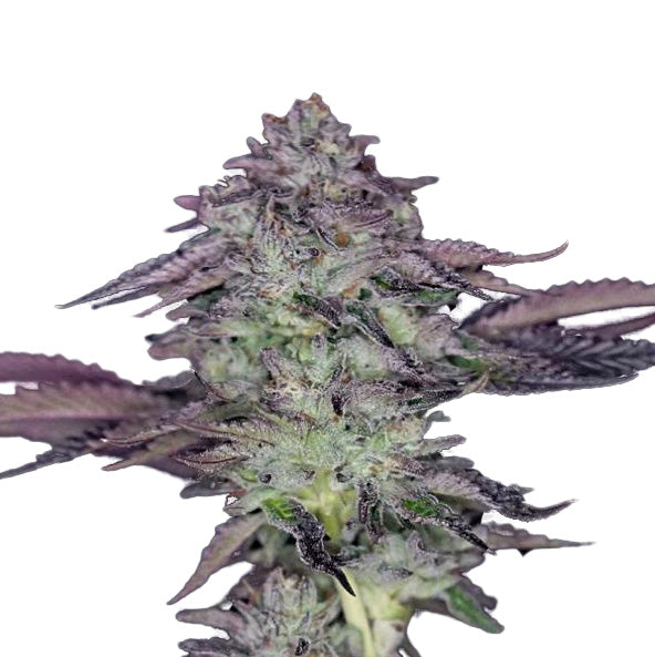 Hanfsamen BudVoyage PREMIUM US Candy Fumez X GAK Smoothie Fem (fruchtig, entspannend, euphorisch)