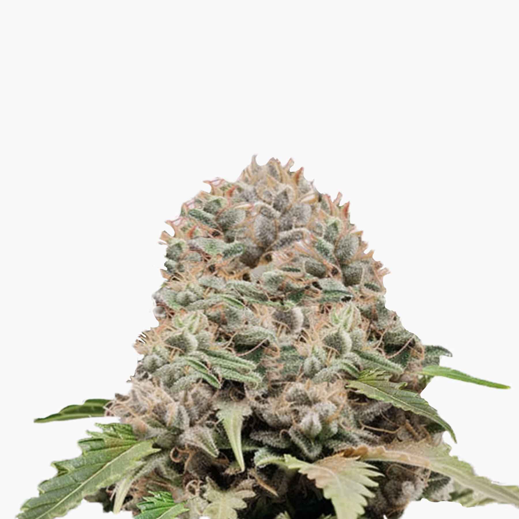Close-up photograph of a cannabis bud showcasing its frosty trichomes, light green leaves, and orange pistils.