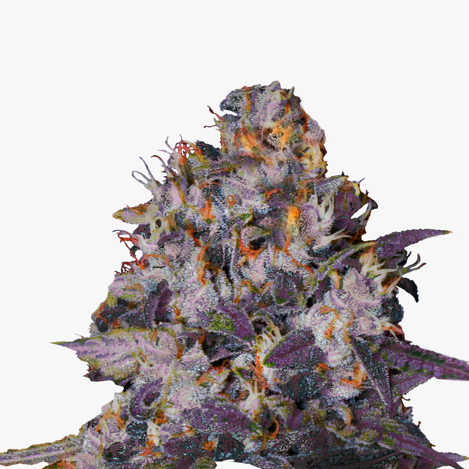 Digital art of a cannabis bud showcasing purple, orange, and white hues with crystalline trichomes visible throughout