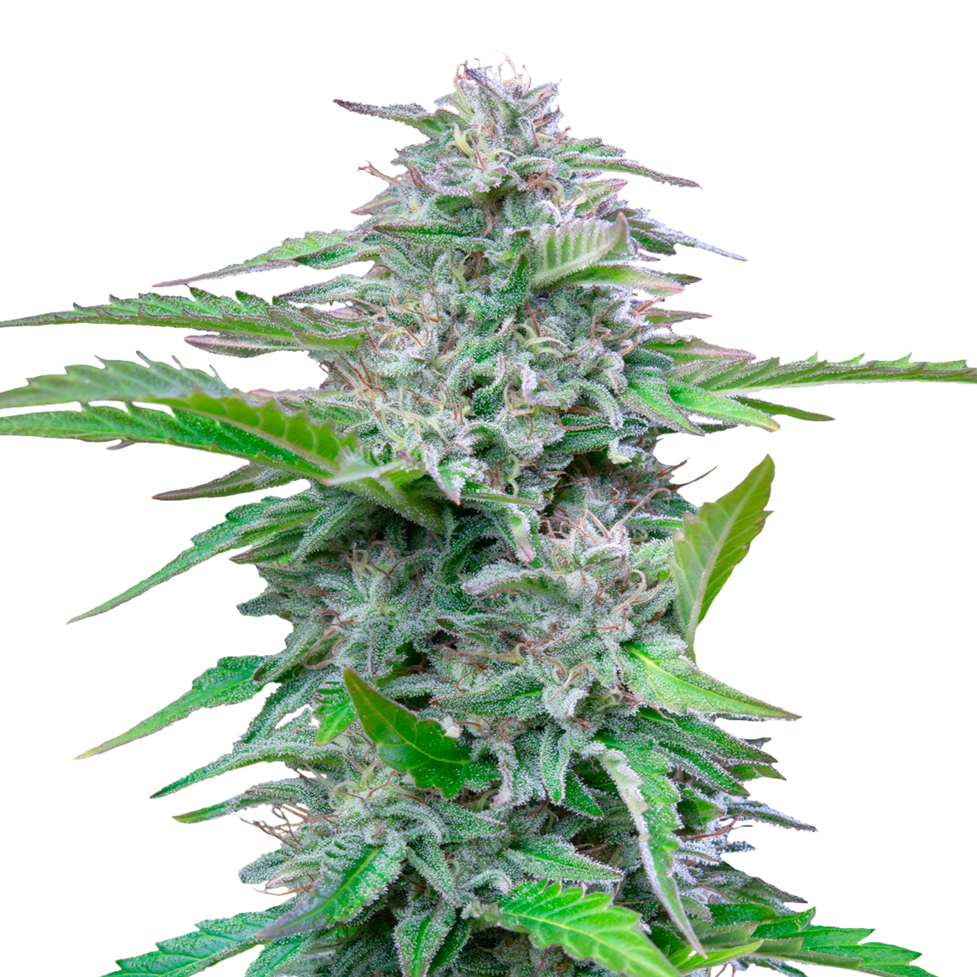 Photo of a cannabis sativa plant showing vibrant green leaves, frosty trichomes, and hints of purple hues against a white background