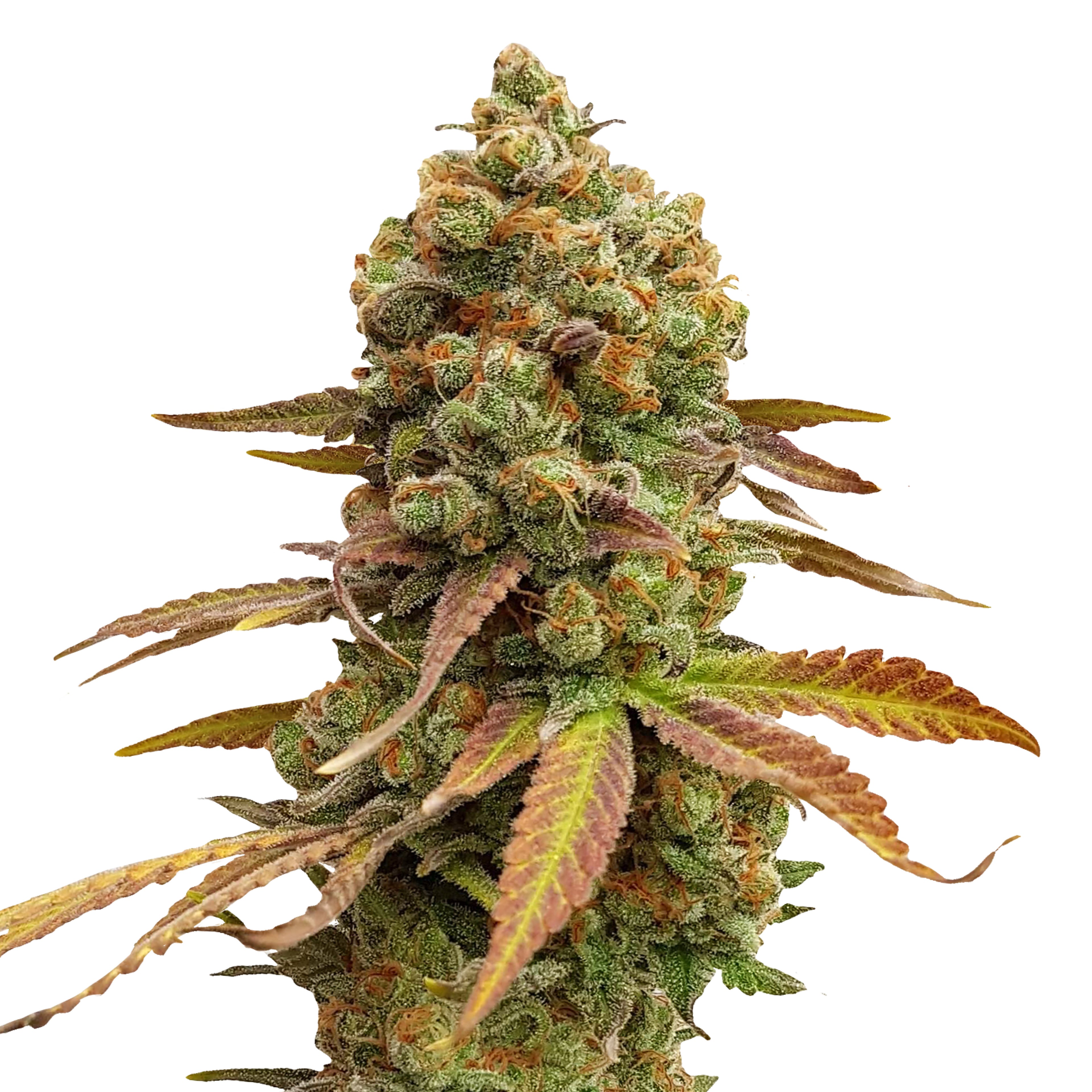 Photo of a cannabis sativa plant showcasing vibrant green and orange leaves and buds covered in trichomes on a white background
