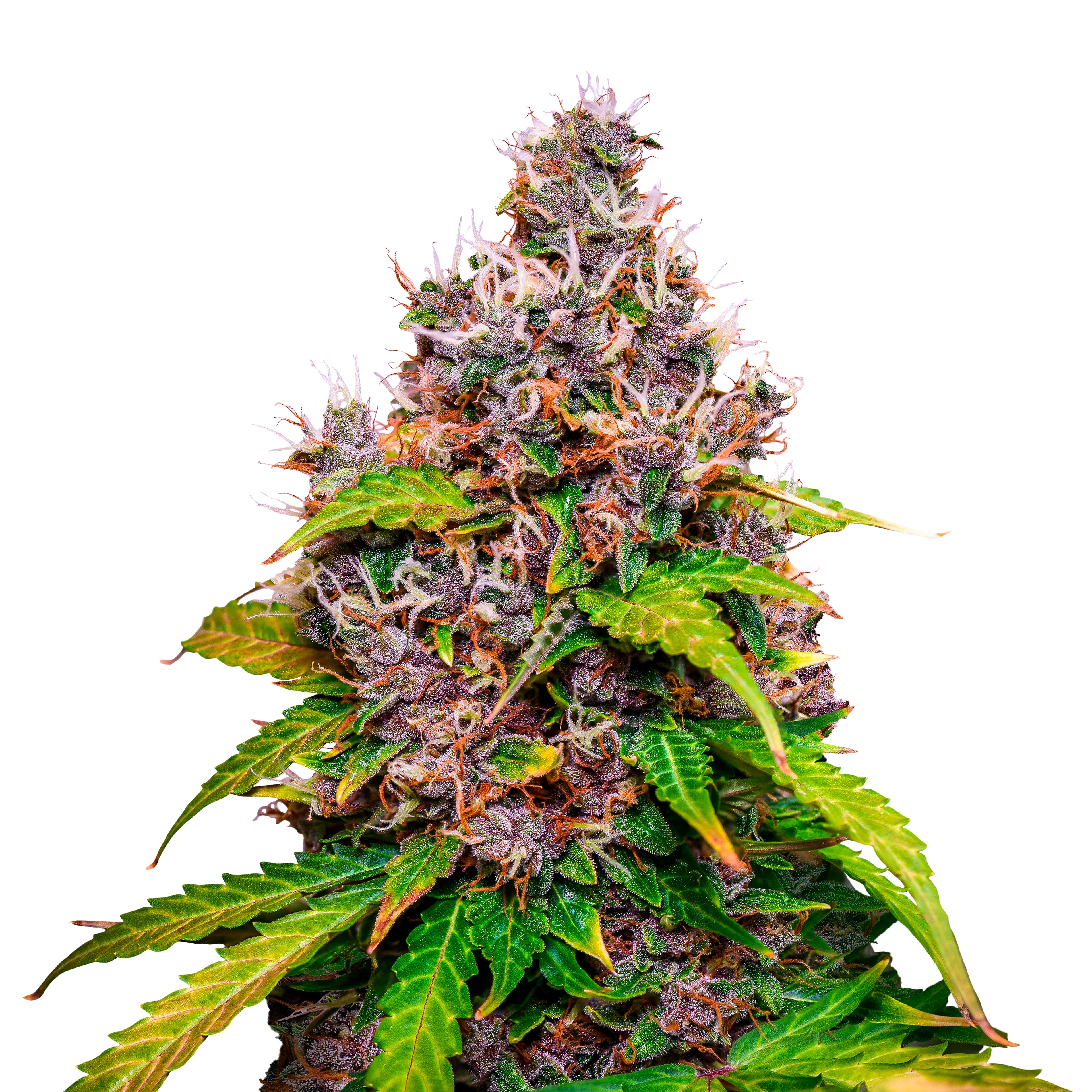 Photographic print of a cannabis sativa plant exhibiting vibrant green and purple hues with orange pistils and glistening trichomes