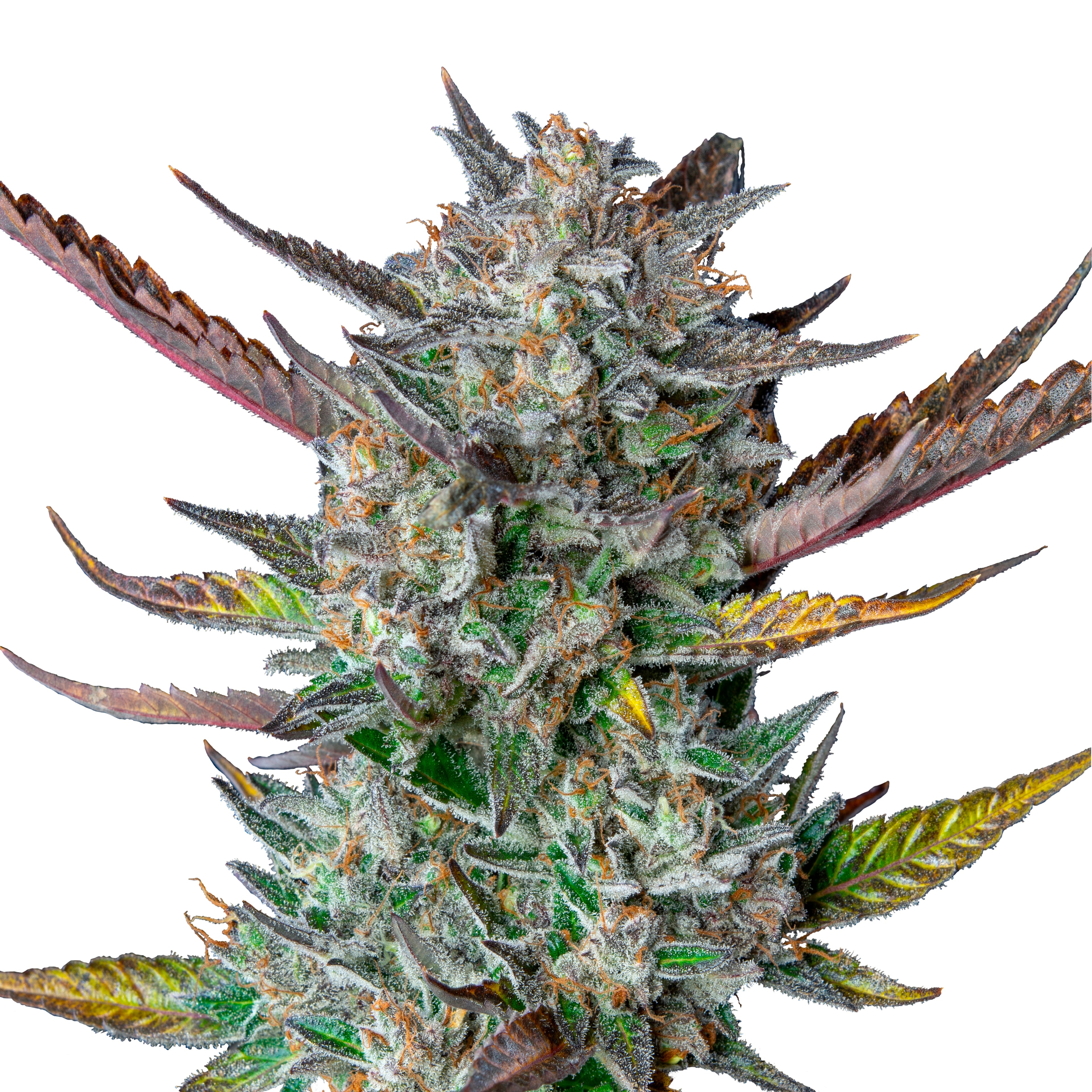 Nahaufnahme einer Cannabispflanze mit purpurroten, grünen und goldenen Blättern und einer dicken Schicht aus Kristallen auf weißem Hintergrund