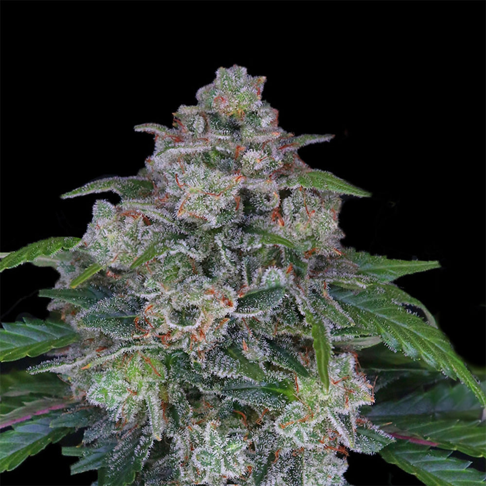 Nahaufnahme einer Cannabispflanze mit silbrigen Trichomen, orangefarbenen Blühten und dunkelgrünen Blättern vor schwarzem Hintergrund