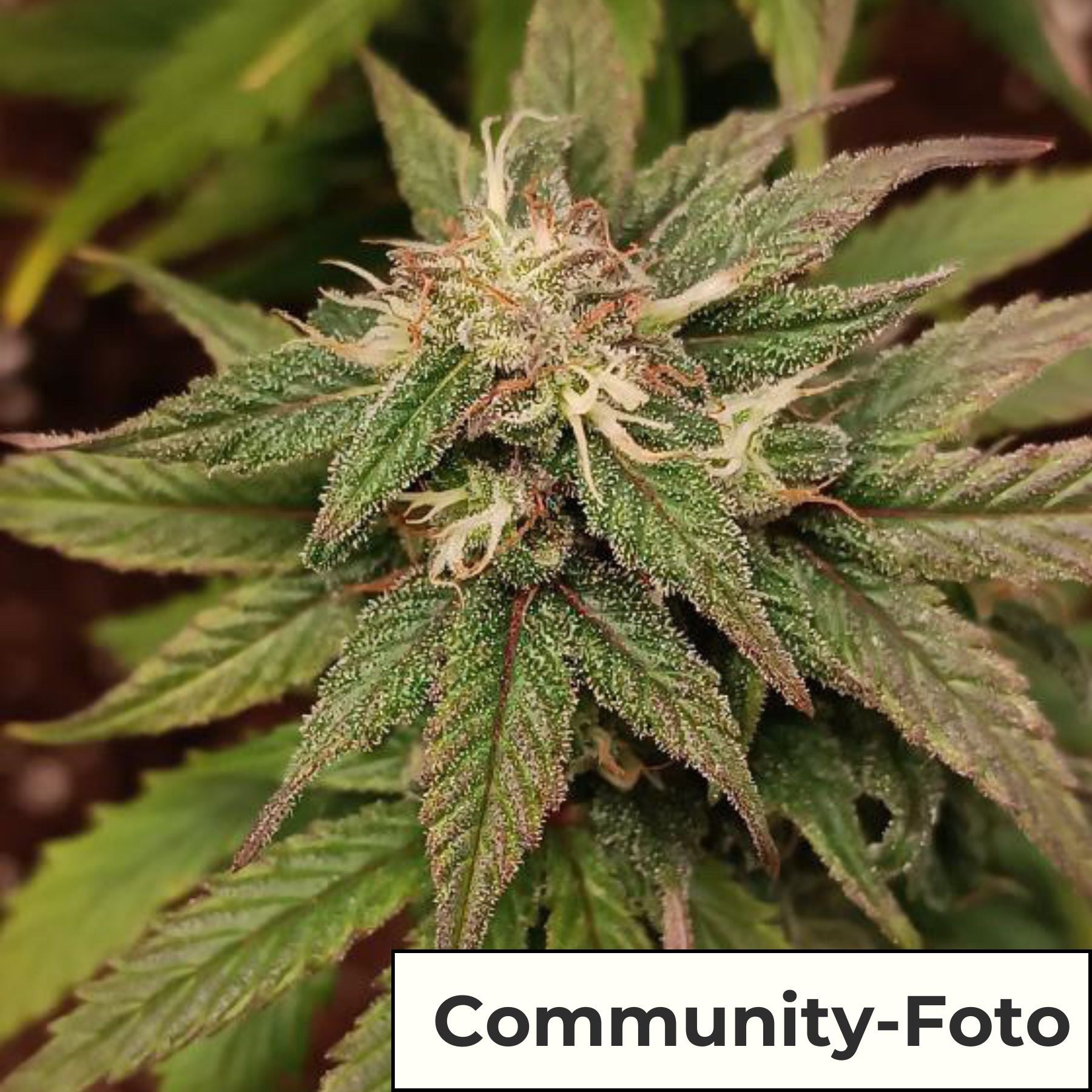 Hanfsamen BudVoyage Painkiller CBD Auto (schmerzlindernd, CBD/THC 1:1)