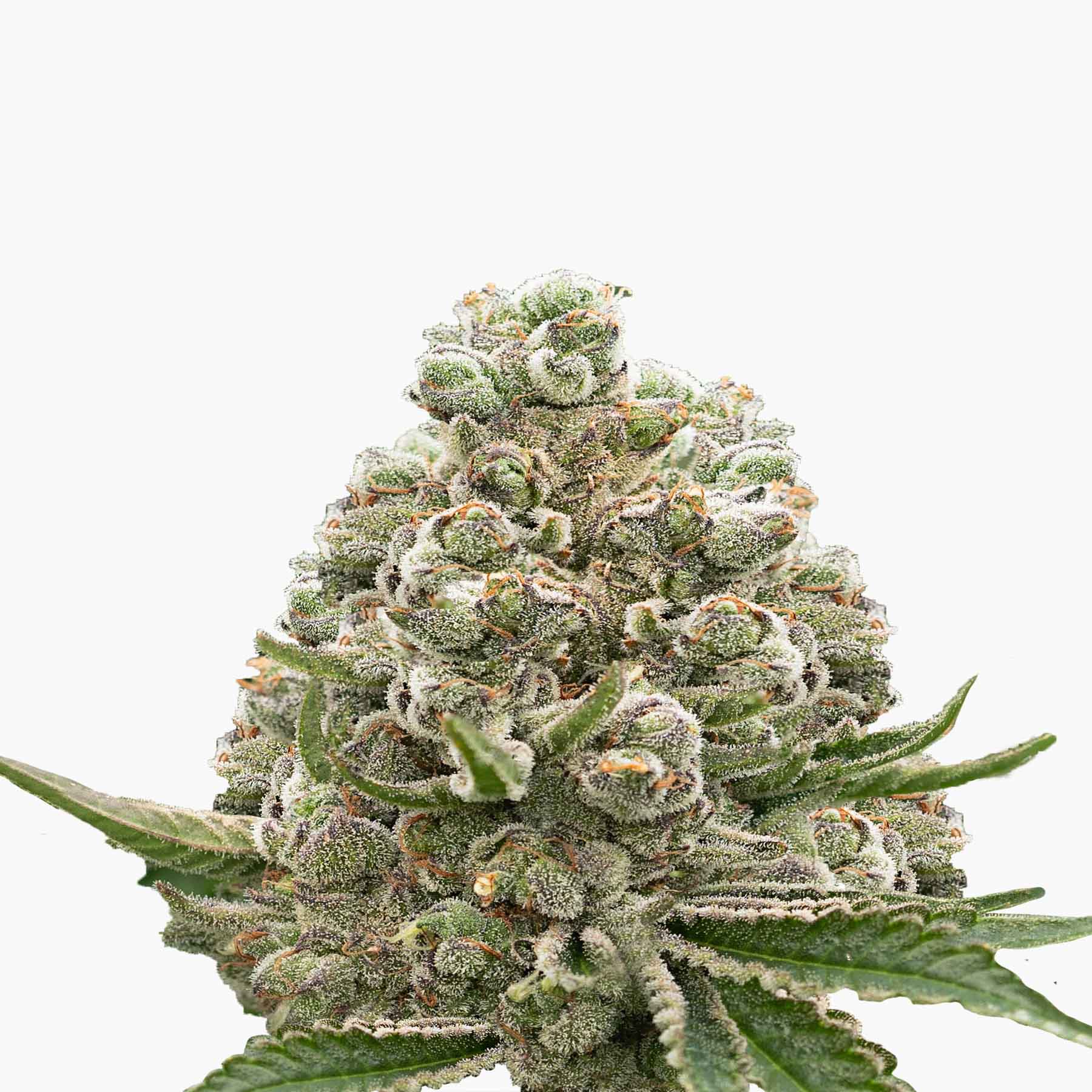 Close-up photograph of a cannabis bud showing frosty trichomes, vibrant green leaves, and hints of purple hues