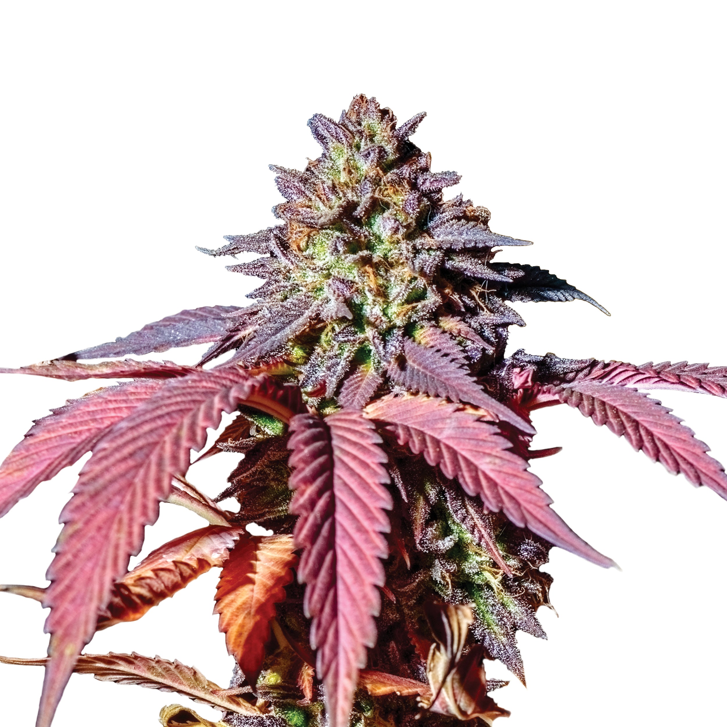 Photo of a cannabis plant with vibrant purple and red leaves and buds showing trichomes and resin glands