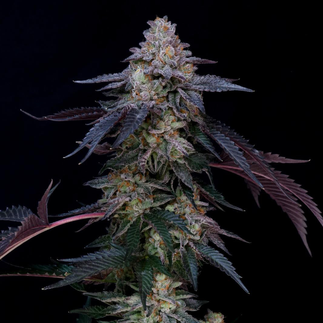 Hanfsamen BudVoyage PREMIUM US Rainbow Belts X Dulce de Uva Fem (glücklich, entspannend, fruchtig)