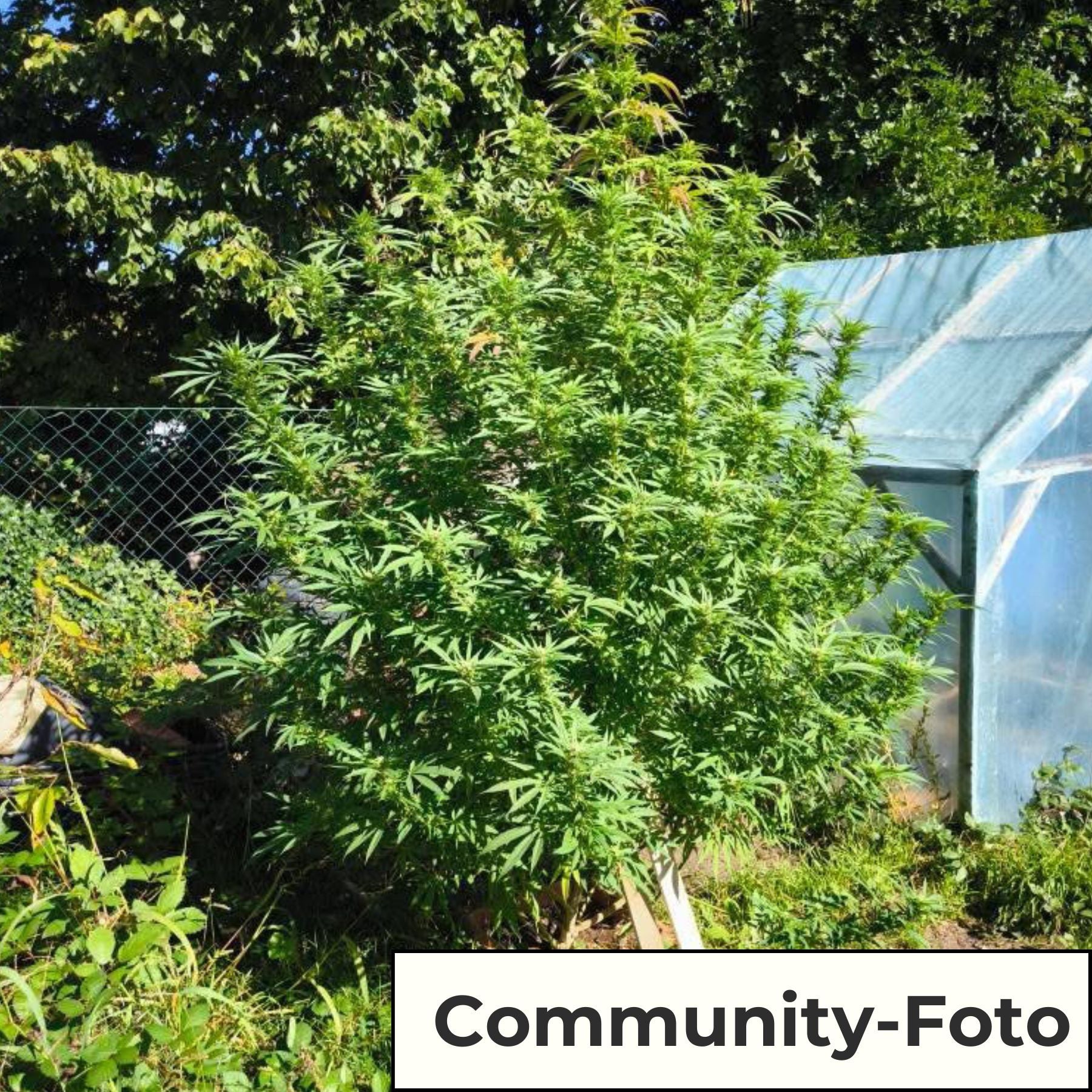 Hanfsamen BudVoyage Sleepy Joe Fem (stark entspannend, euphorisch)