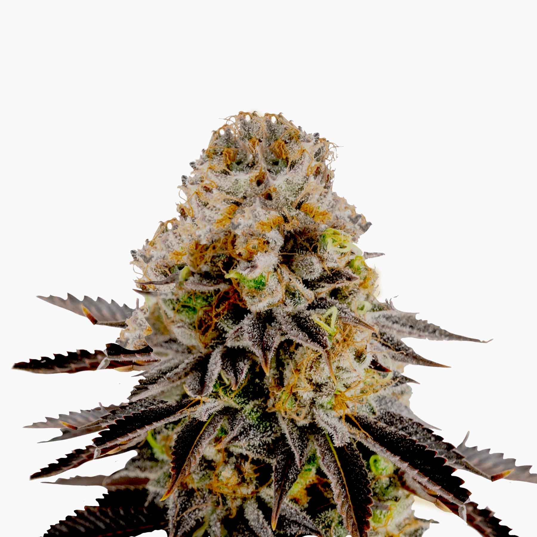 Close-up photograph of a cannabis sativa plant showcasing its frosty trichomes, vibrant orange pistils, and deep purple leaves against a white background