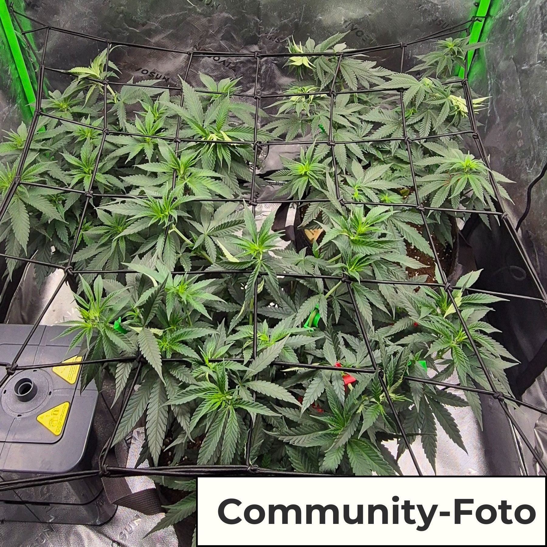 Hanfsamen BudVoyage Special #1 Fem (Pflegeleicht, erhebendes High, entspannend)