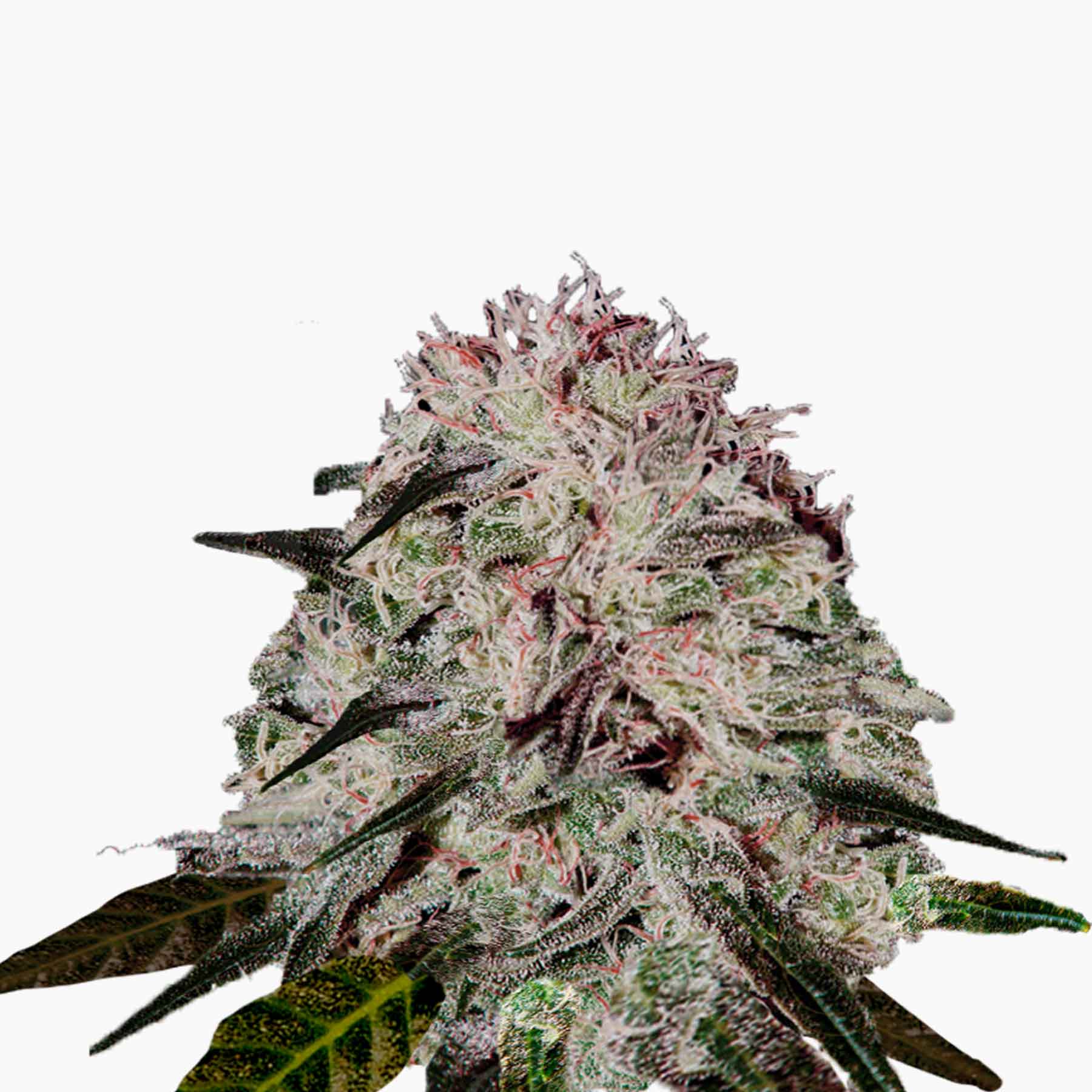 Fotografie von Marihuana, zeigt eine Nahaufnahme einer Cannabisblüte mit ihren violetten, grünen und weißen Farbtönen und kristallinen Trichomen