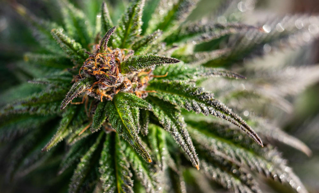cannabis, Hand, Gießen