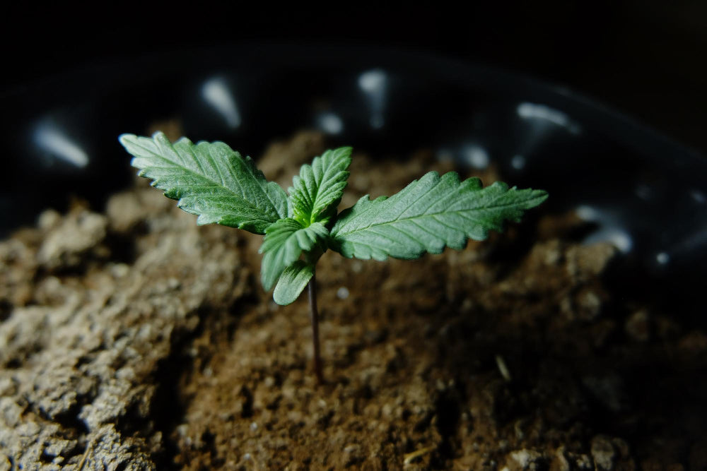 Cannabis, Hanf, keimen, Anbau, Seedling, Keimling, anbauen, Zeitpunkt, Jahreszeit