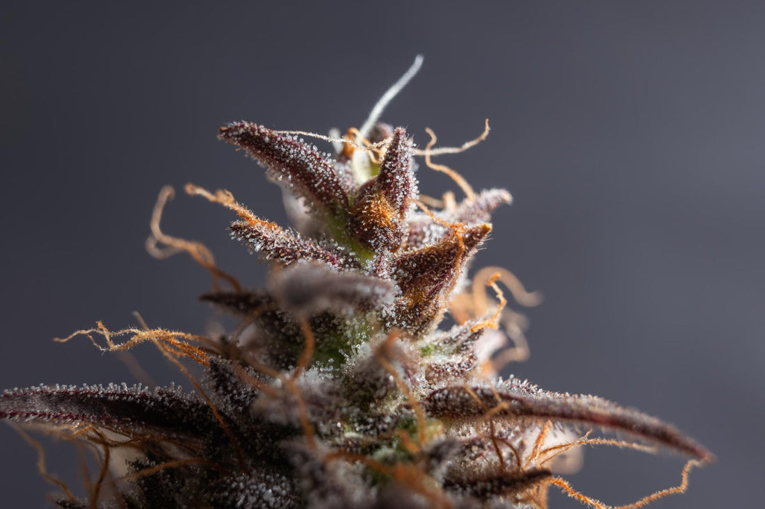 Cannbis, Trichome, berstein, weiß, milchig