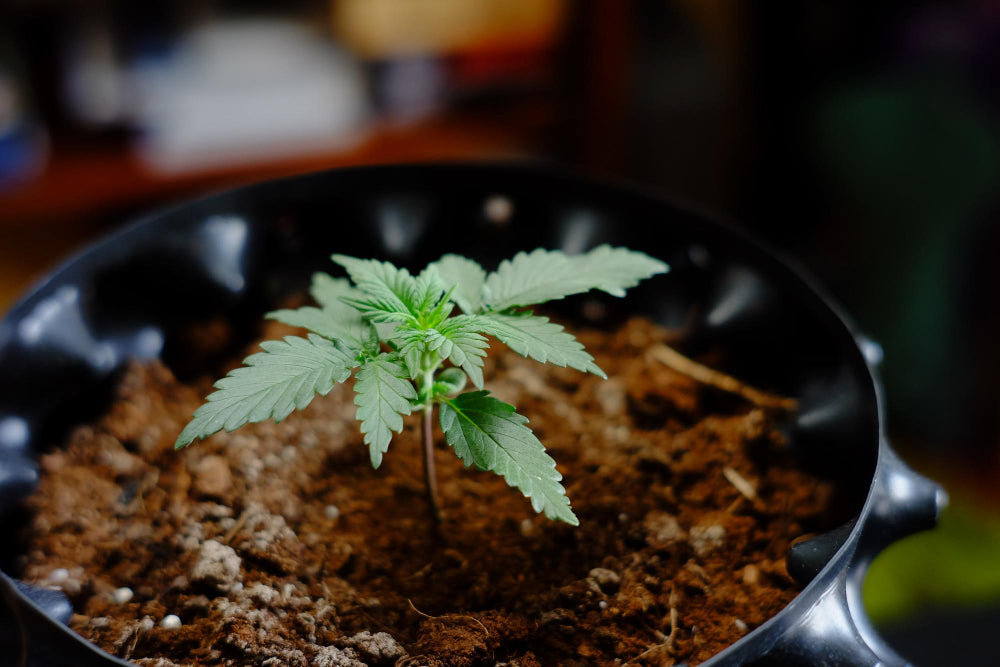 Cannabis, Hanf, Blätter, Steckling, Sämling