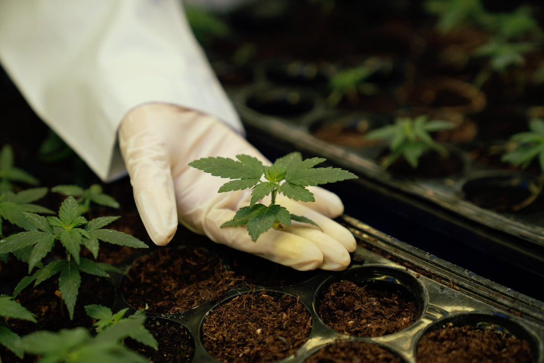 Cannabis, Stecklinge, Sämlinge, Sämlinge