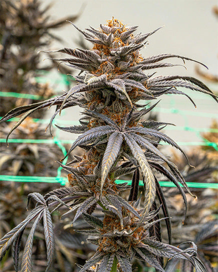 Low Stress Training, LST, Training, Trainingsmethoden, Cannabis, Hanf