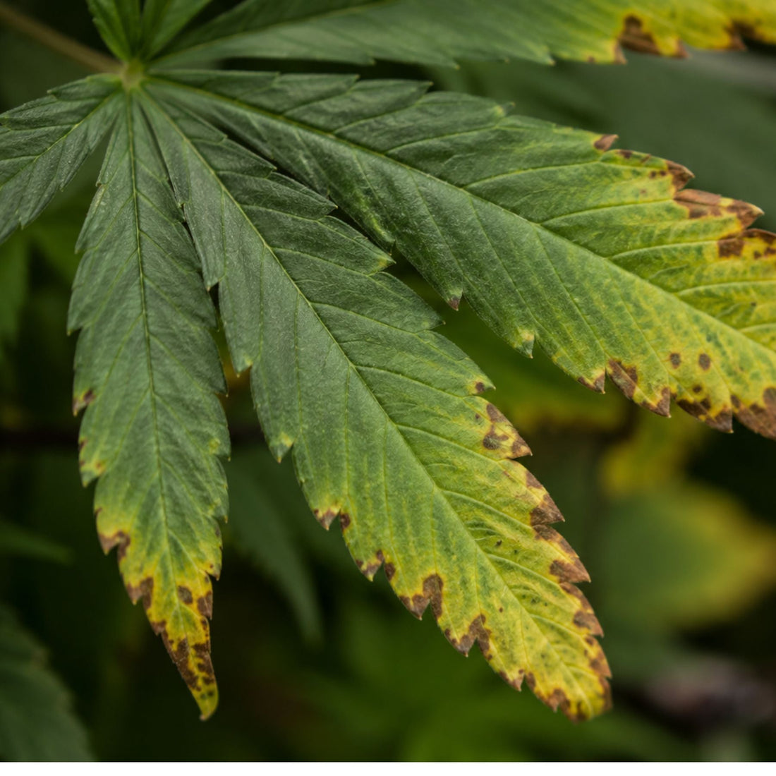 cannabis-kaliumbrand-kalium-hanf