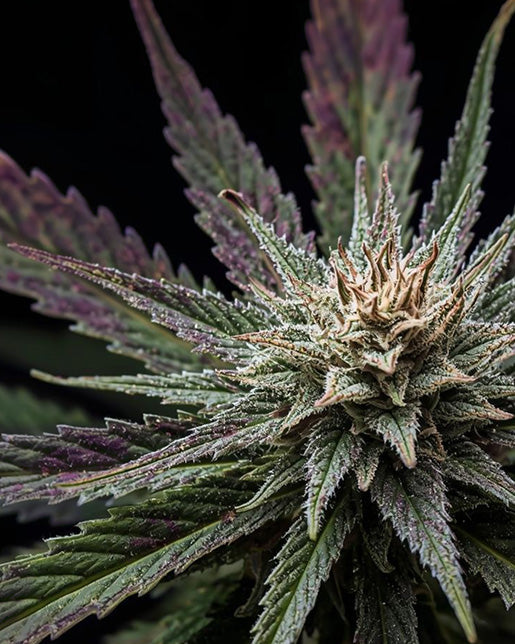 Cannabis, Phosphor, Mangel, Symptome, Anzeichen, Erkennen, Hausmittel