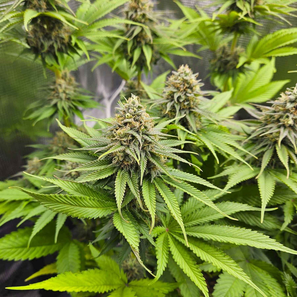 cannabis, ruderalis, hanf, autoflowering, automatic