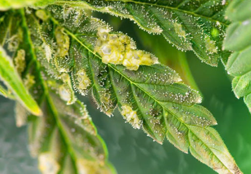 Cannabis, Schimmel, Gelbe Flecken, Borythritis, Was tun, Ursachen