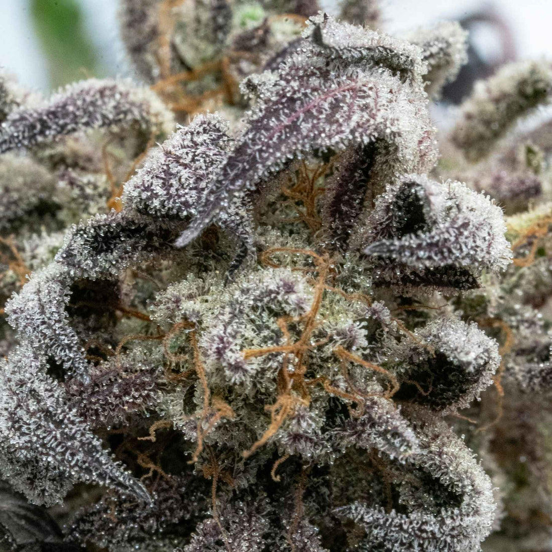 cannabis, trichome, hanf, makroaufnahmen