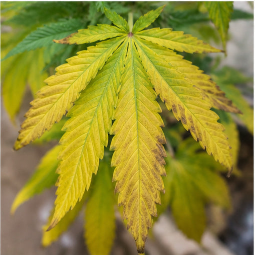 cannabis, gelbe Blätter, Hanf, Mangel, Krankheit, Was tun