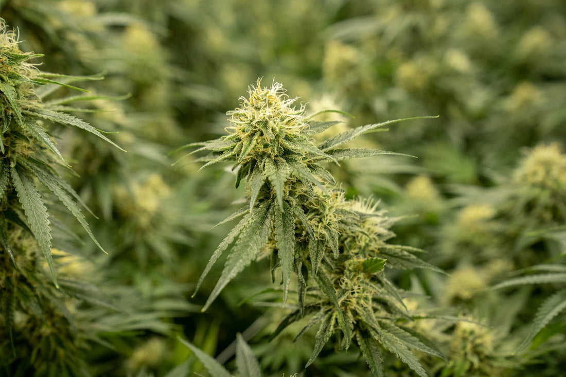 Cannabis, Automatik, Autoflowering, Wachstumsphase, Blüte