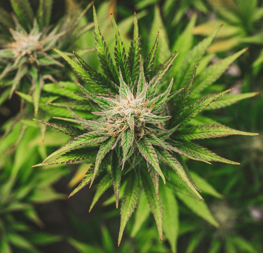 Cannabis, Cannabis gießen, Wasser, Wieviel, Wann, gießen, bewässern
