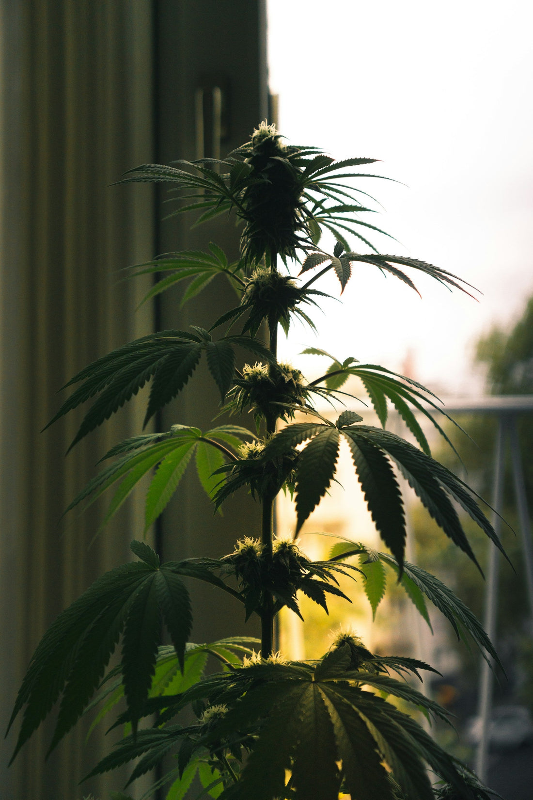 Cannabis Indoor, ohne Growbox, Cannabis Grow, Fensterbank