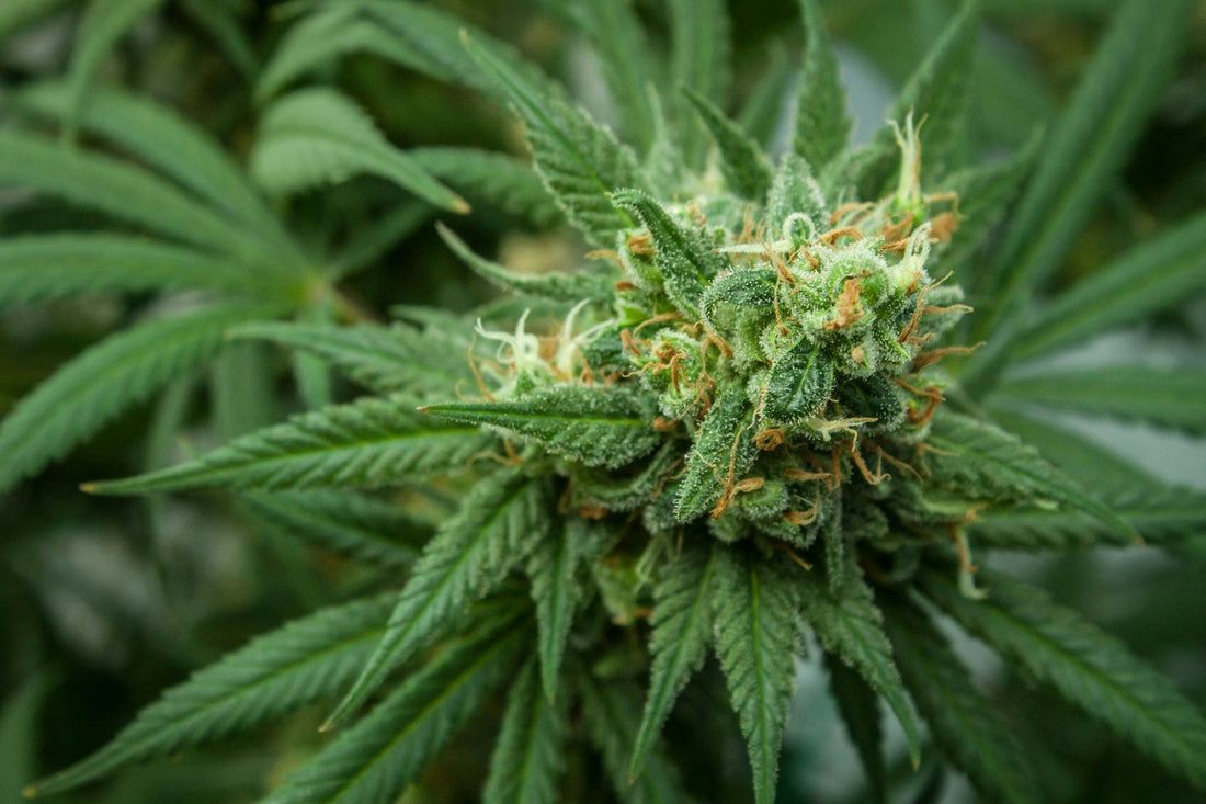 Cannabis, Cannabis Anbau, Hanf, Gras, Legal, illegal