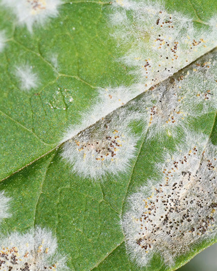 Cannabis, Mehltau, bekämpfen, Hausmittel