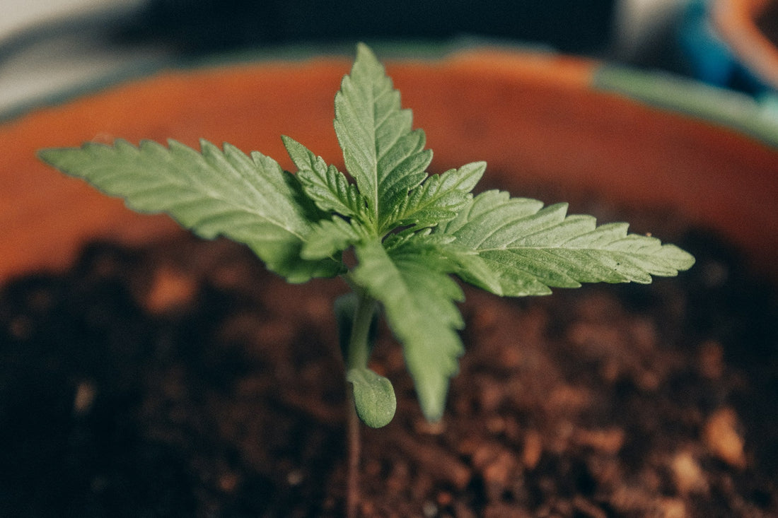 Sämling, Keimling, cannabis, Hanf