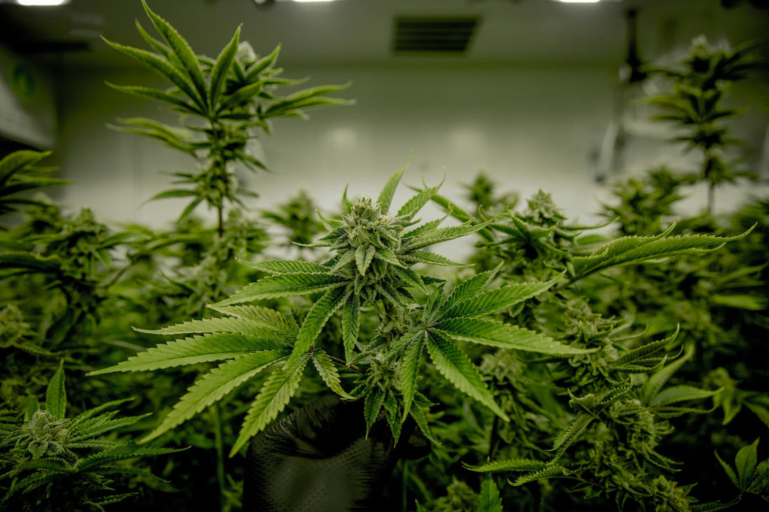 Cannabis Anbau,  Rechte, Pflichten,  CanG,Konsumcannabisgesetz