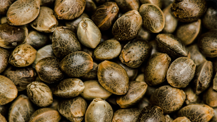 Cannabissamen, Samen, Lagerung, lagern, Aufbewahrung, Cannabis aufheben, lagern, trocken, feucht, Verschluss